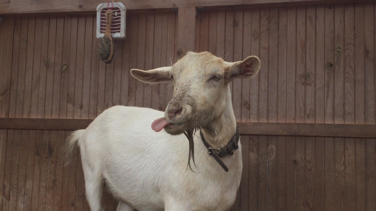 ルナだよ。ぺろっ。