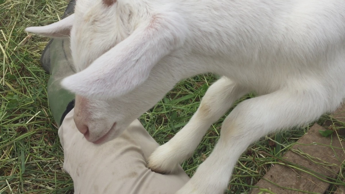 登ろうとする弟💛