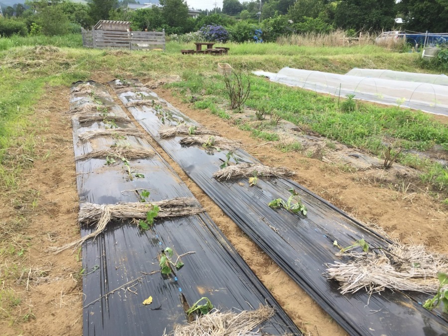 さつまいも、植えました。向かって左列がベニアズマ、右列が安納芋。ワクワク。
