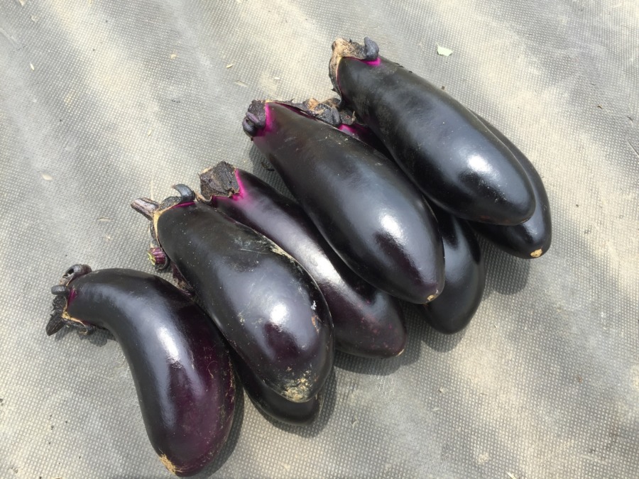 とれすぎ注意。