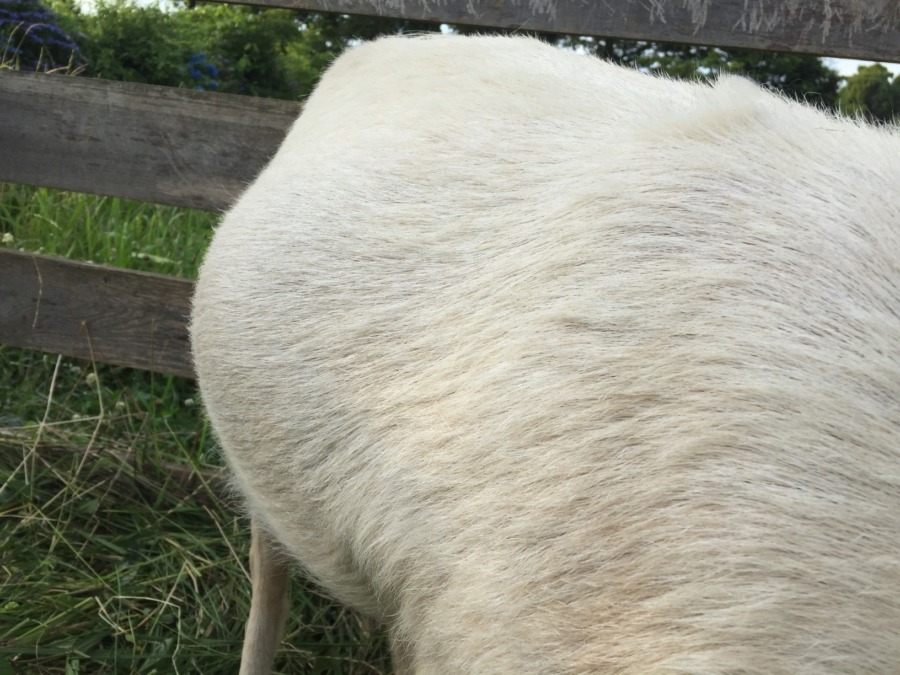 短い『夏毛』に生え変わったヨ♪♬