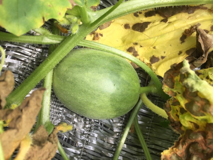 メロンのいま。