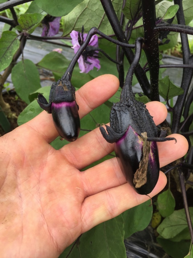 なす🍆。ワクワク。