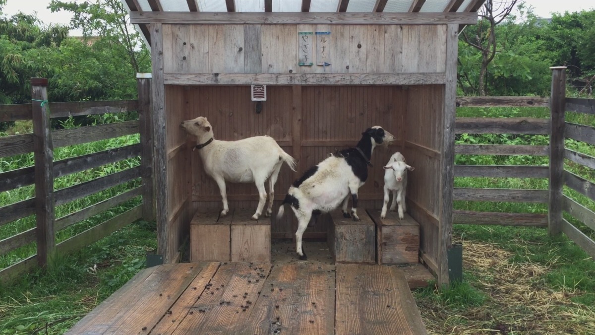 梅雨ですメ。小屋に入って停止し、雨に濡れた毛を乾かします。