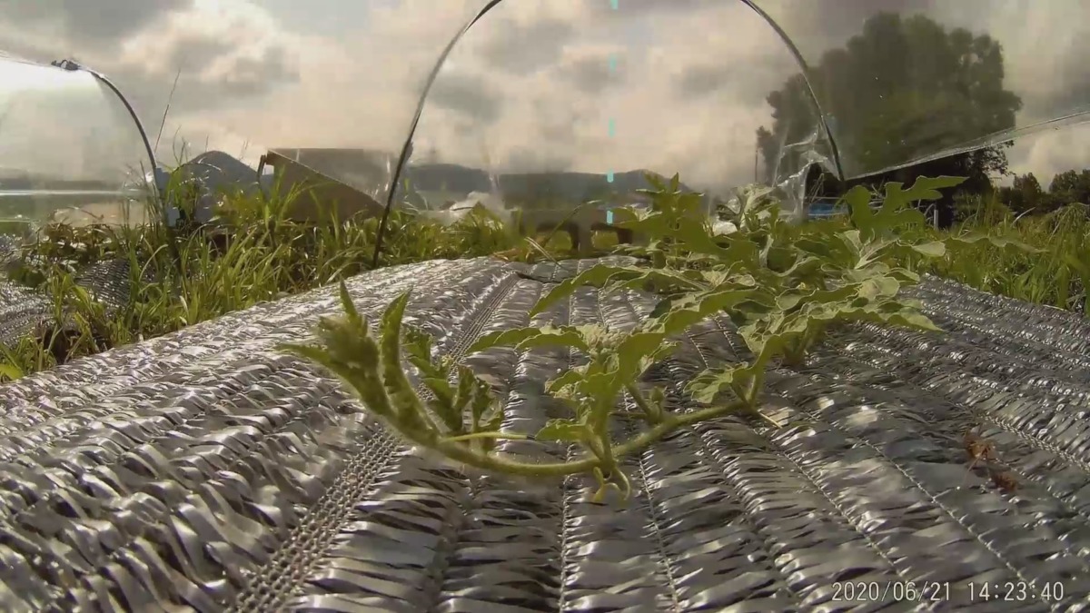 【タイムラプス♪♬】すいかの成長最前線！！