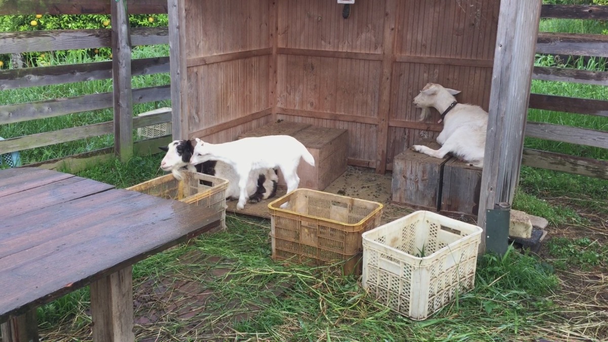 早朝。おっぱいをせがむ我が子と私。