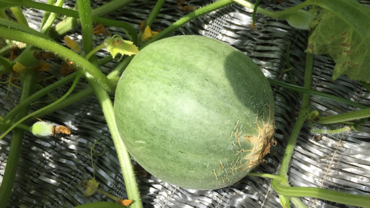 めろんの今。今年はこのまま甘みがノるところまでいくでしょうか？