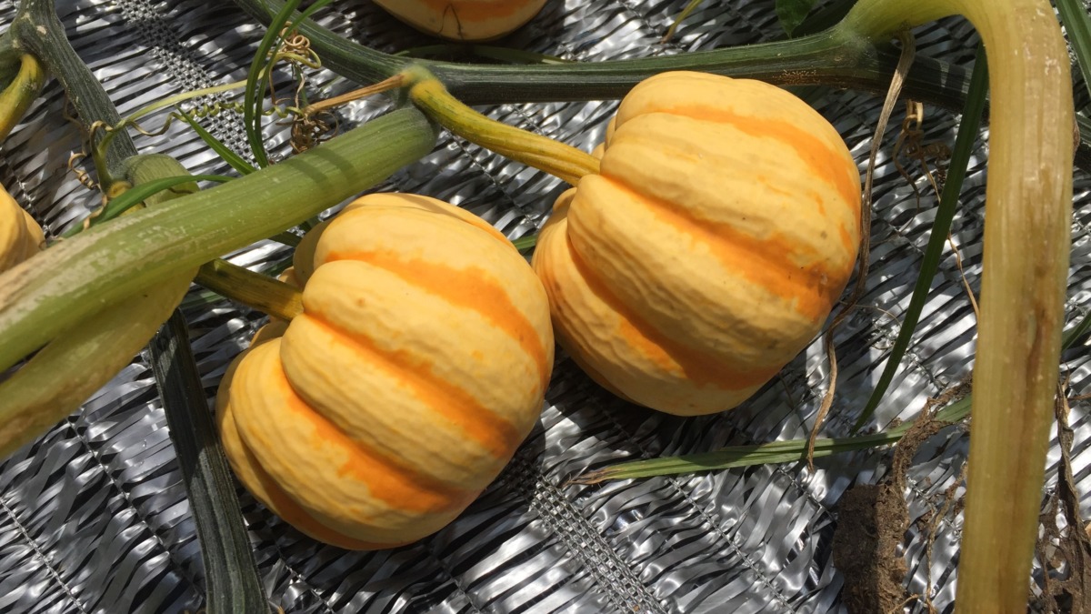 【祝】ミニ黄かぼちゃ『プッチーニ』をどうぞ。