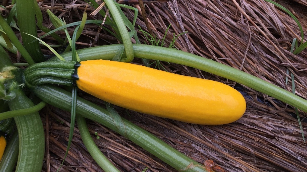 今日のゴールドズッキーニ。ふっくら。