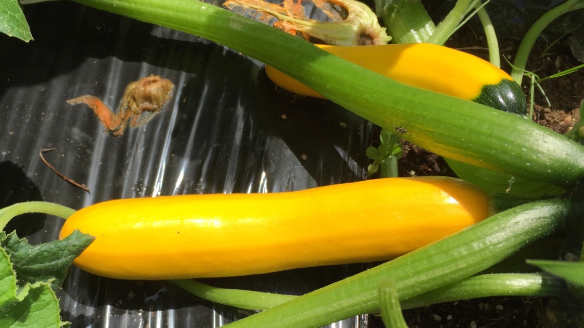 ずっきーにの近況報告。あと少しで収穫。