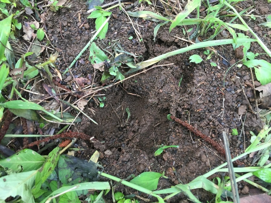 【図解】猪さんの蹄跡。だゾ。