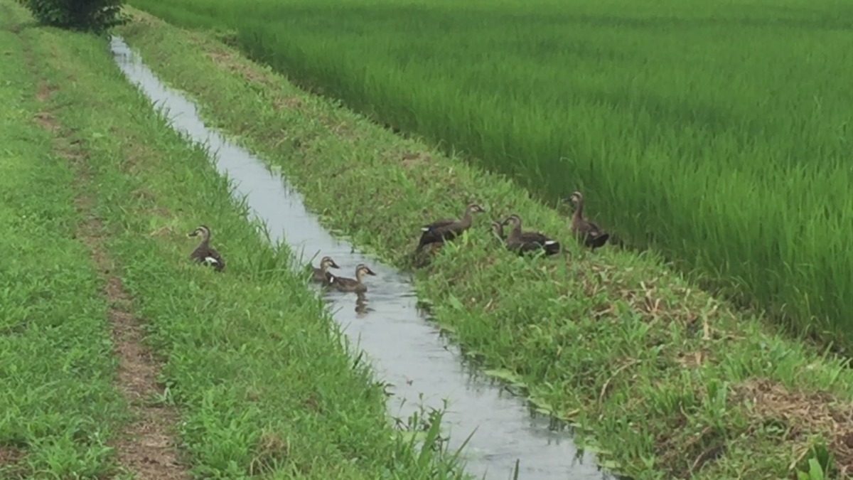【今日もほっこり】田んぼの鴨さん一家。