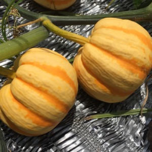 【祝】ミニ黄かぼちゃ『プッチーニ』をどうぞ。