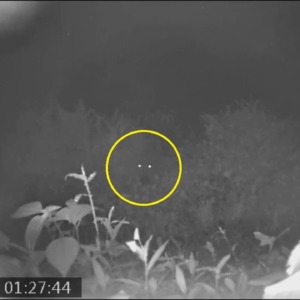 暗闇に光る二つの目。夜もののけ登場。