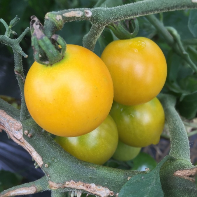 色とりどりのトマト🍅🍅🍅