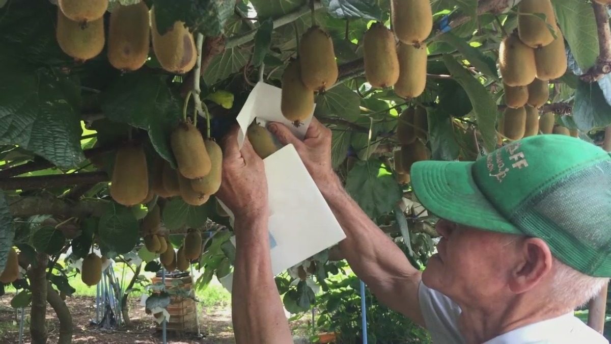 【連載キウイ講座：かさがけ】今年もこの名人芸の季節。