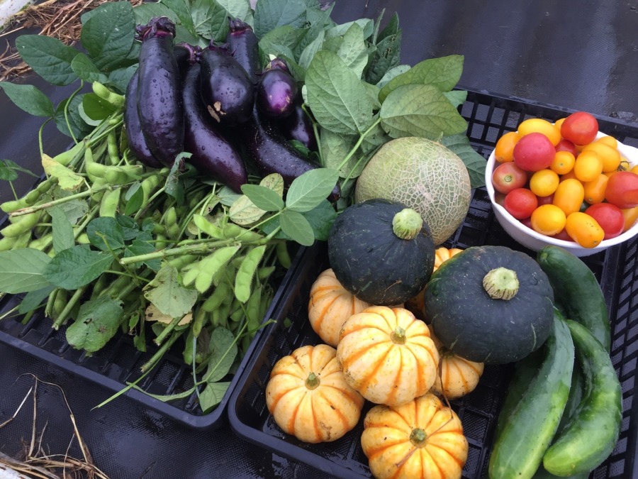 お客様ご来畑。天候不順ですが、このくらいは採れますね。