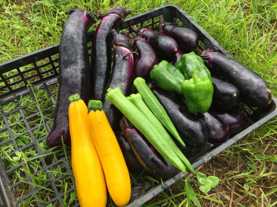 【祝】私も採れ始めました。