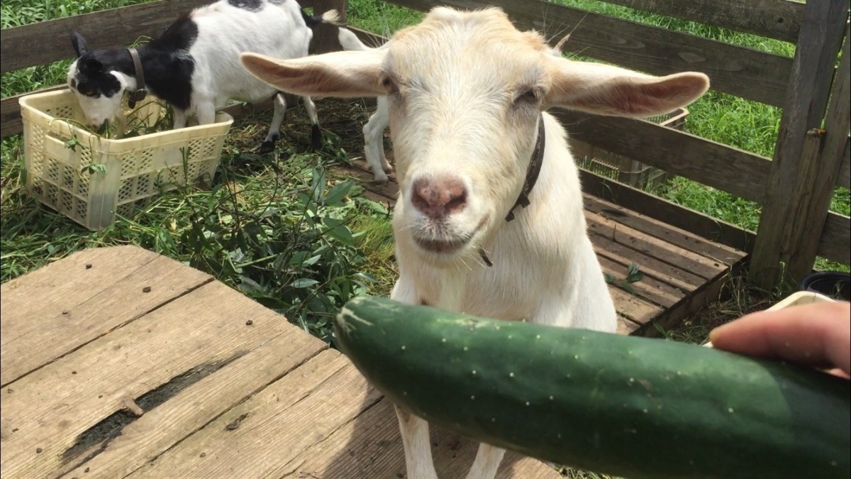 きゅうりメロン食べたyo。