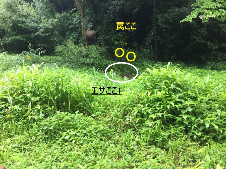 【マイわな観察再開】エサをまきました。痕跡も多数。獣道講座もどうゾ。