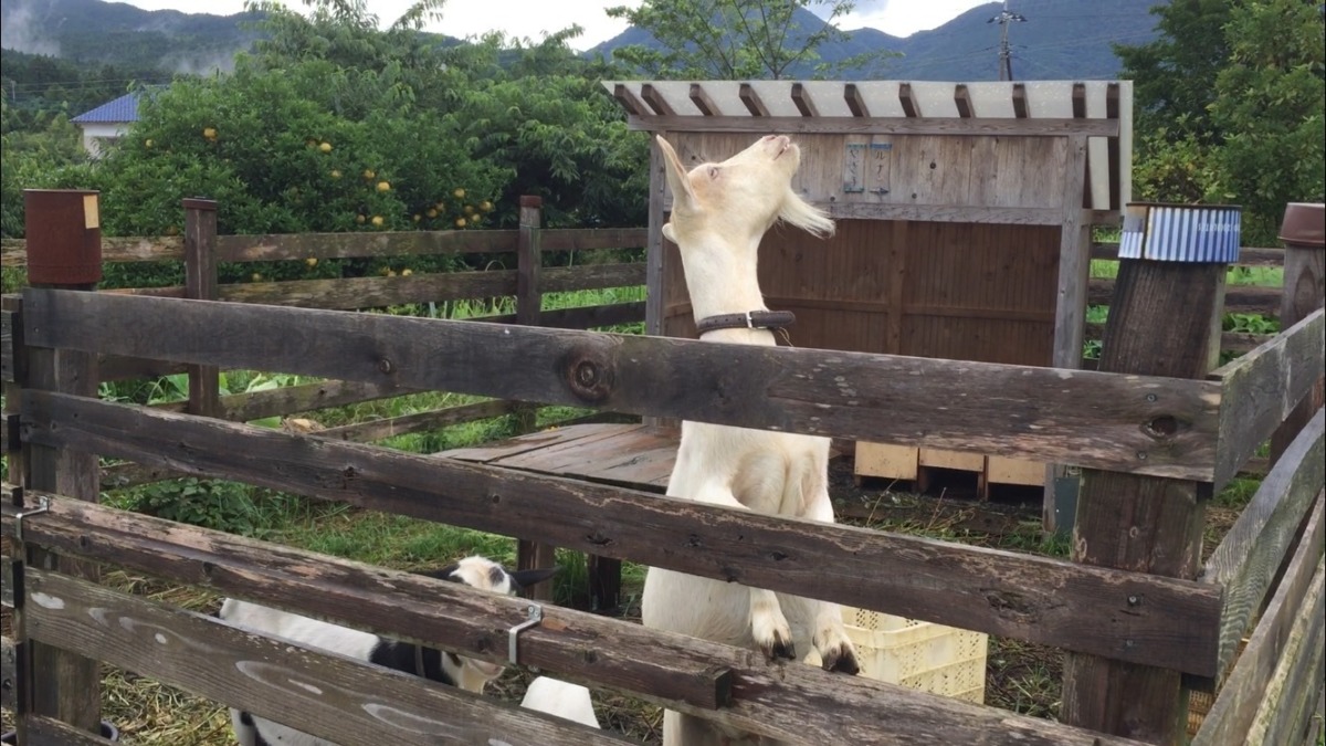 ルナの最高到達点。170cmくらいあるかも？