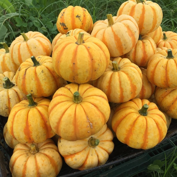 【祝】ミニかぼちゃ『ぷっちーに』全収穫。