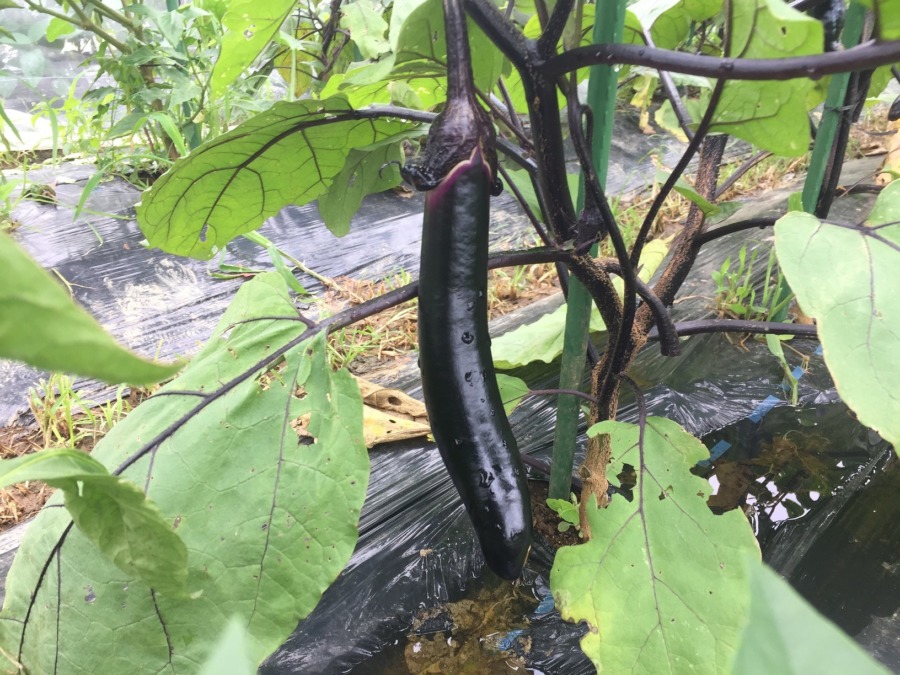 今季の長茄子はトロトロ絶品🍆