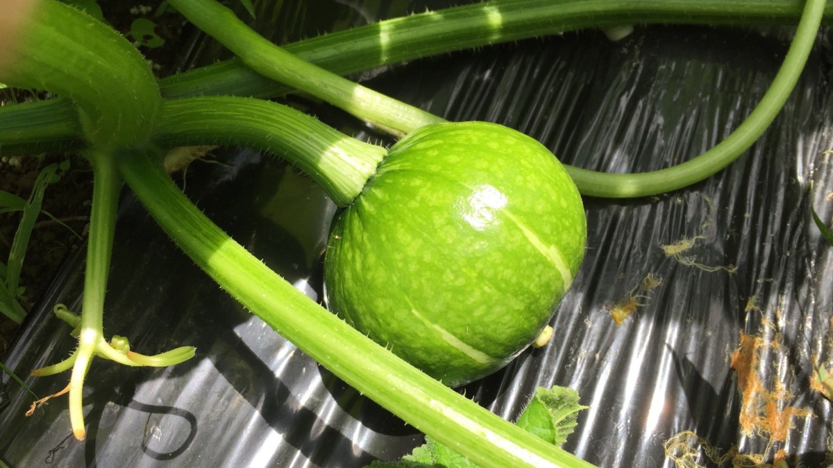 ミニかぼちゃ。非常に良い。