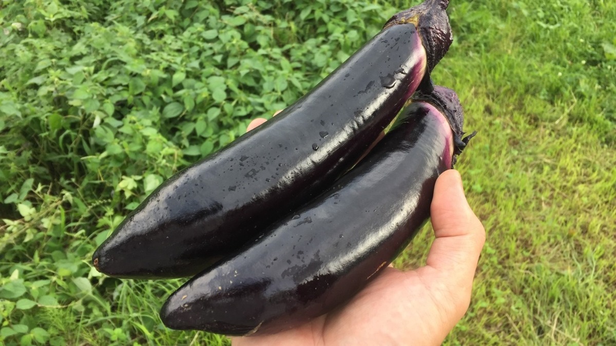 【祝】絶品の長なす、初収穫。