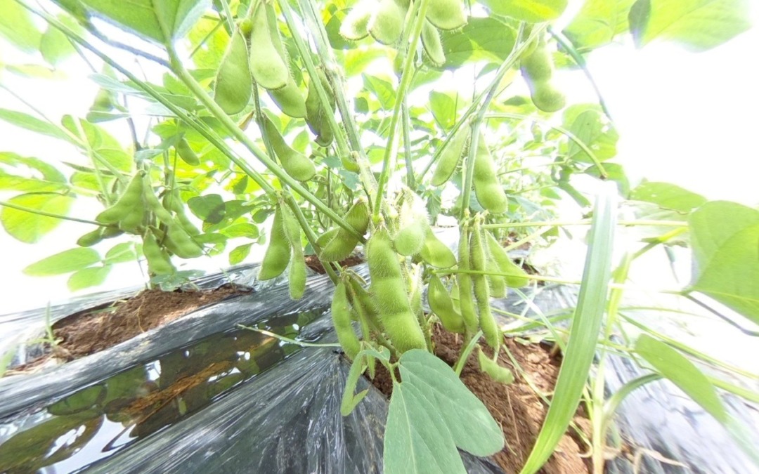 【VR枝豆ツアー】これは美味しそう💛あと少しぷっくらしたら採りましょ。