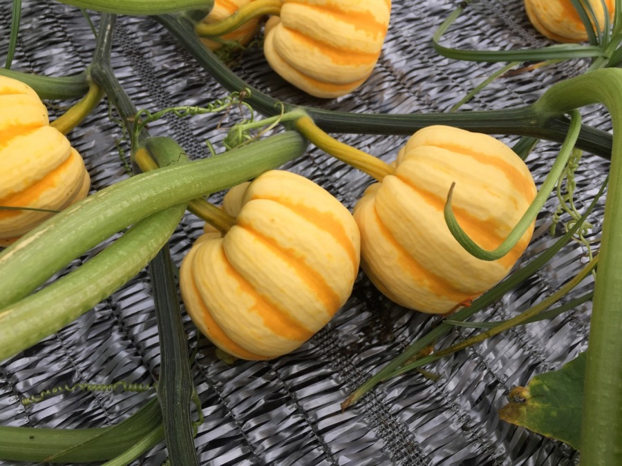 ミニかぼちゃ。そろそろカウントダウン。