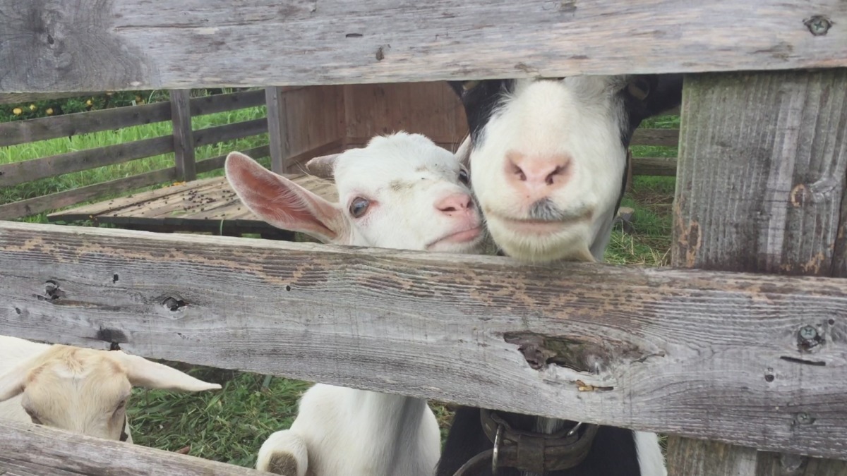 我が子。近し。