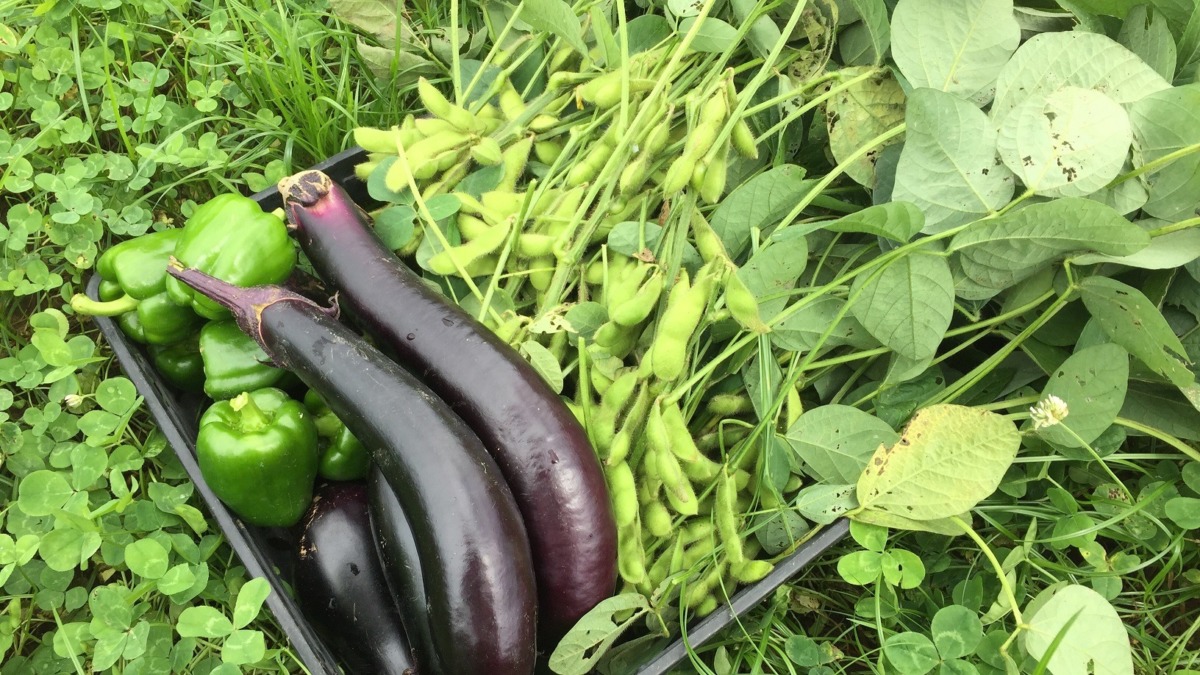 今収穫が絶品。えだまめがちょうどいい時期に。