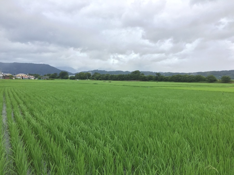 【おこめの今】雨と風の日々の中、順調。