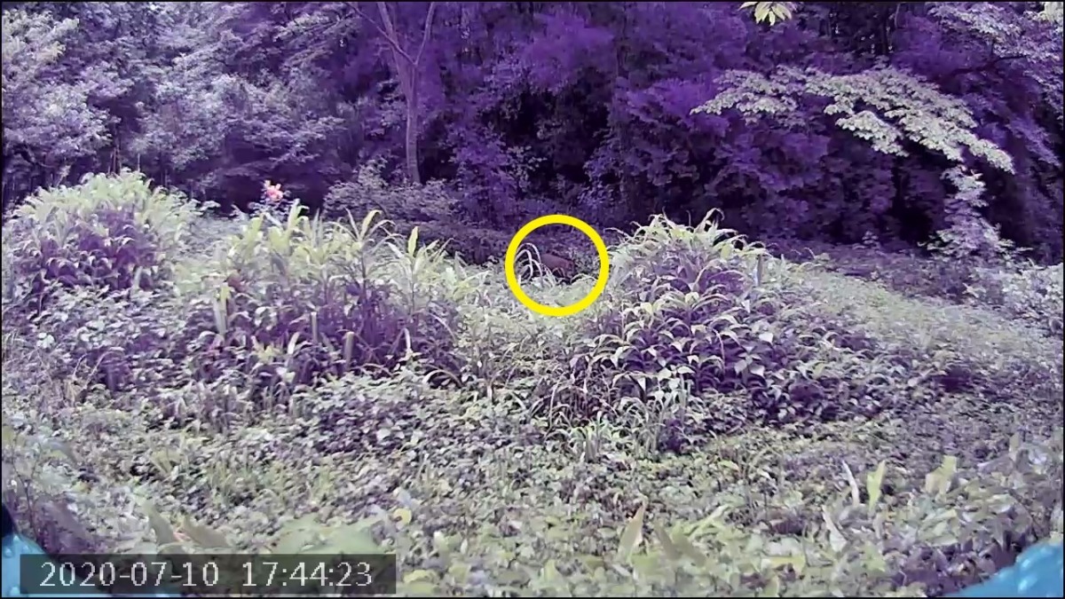 エサ食べに、降りて来たゾ。