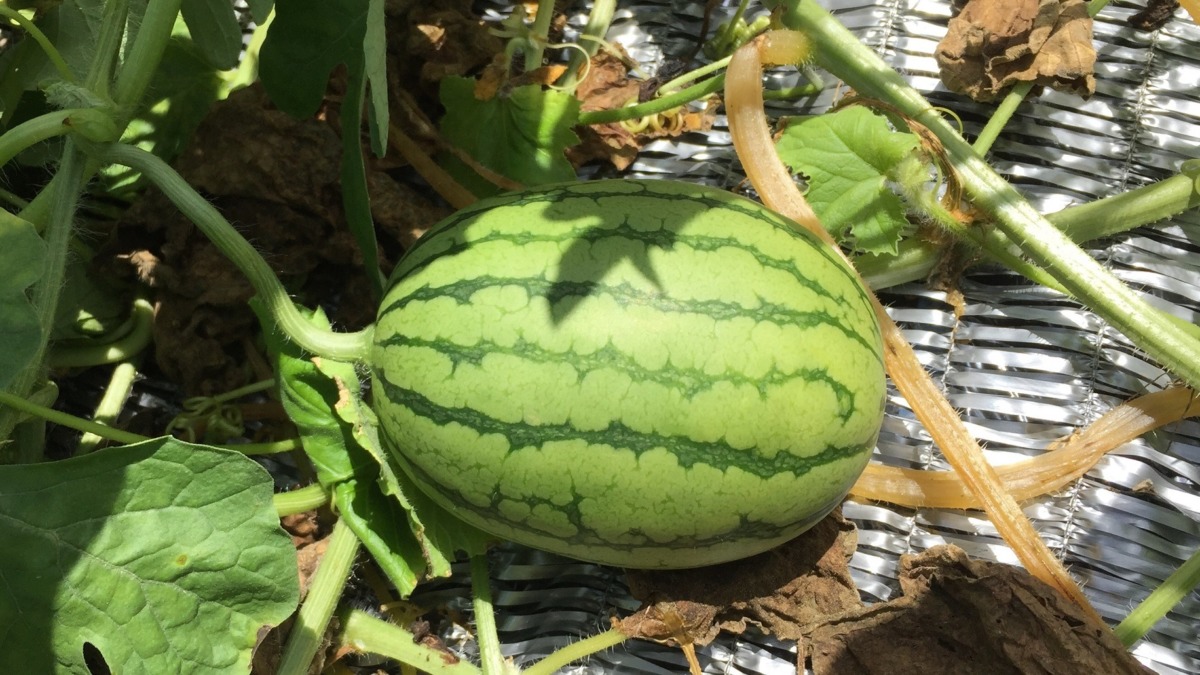 スイカの今。良い。