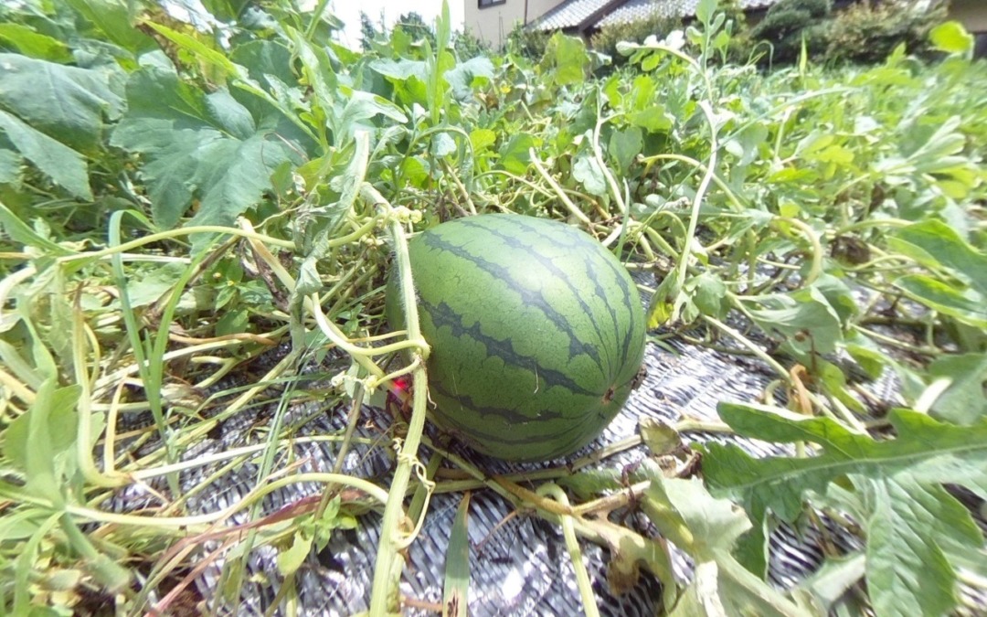 【VRウリ科ツアー②】スイカ。もう採ってもよさそう。