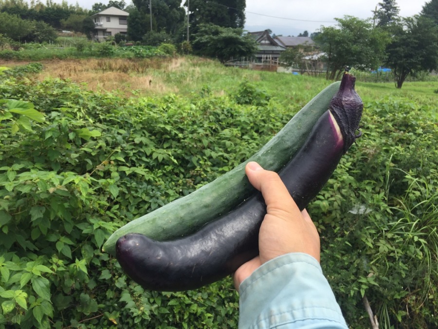 長いもの同士🍆🥒