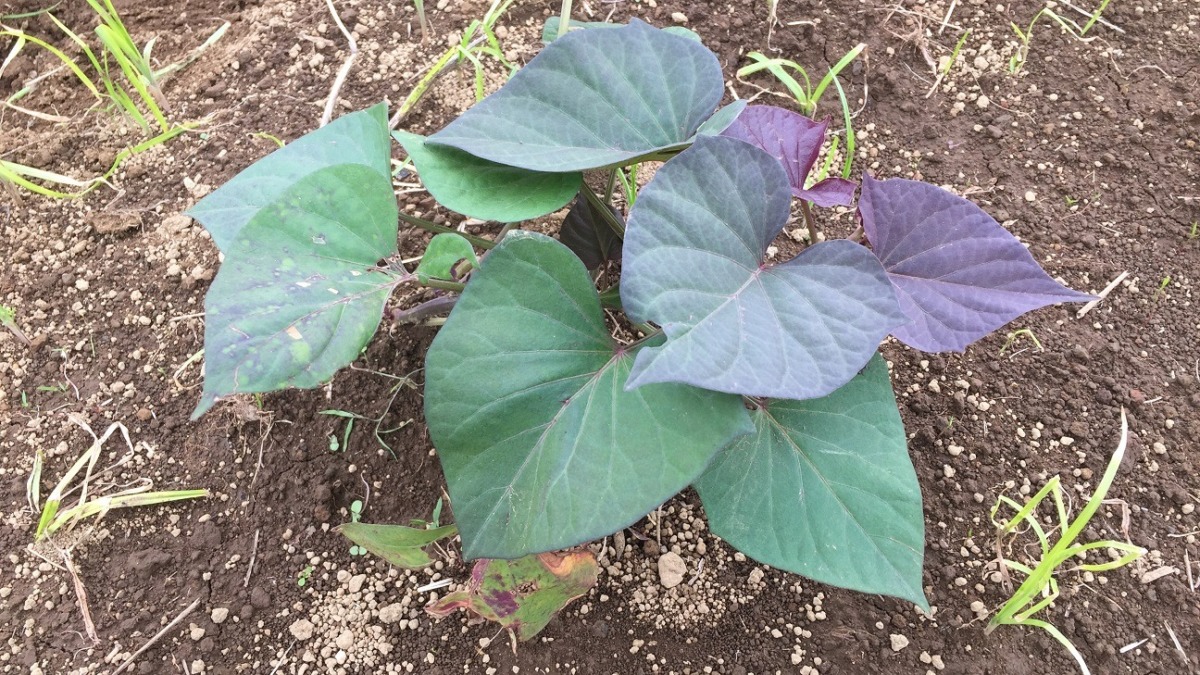 安納芋は、順調。雨風は、心配。