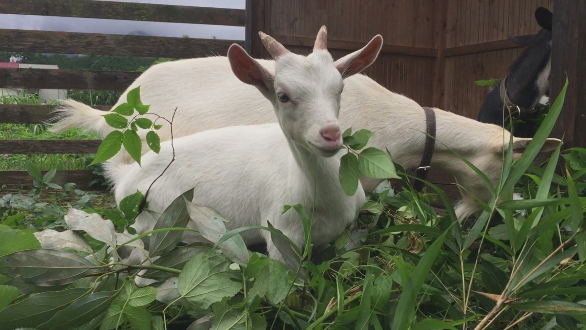 雨つづきますメ。