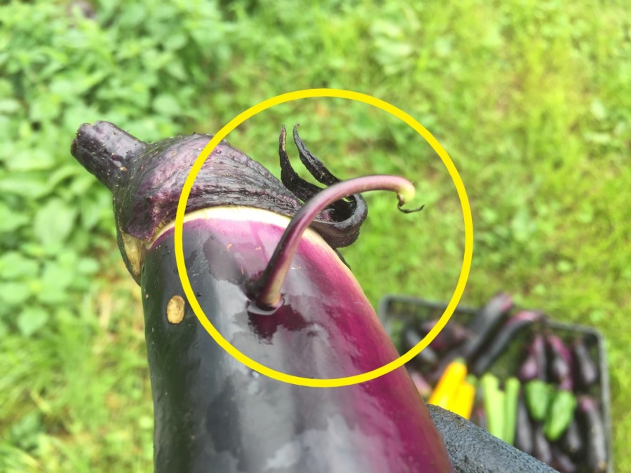 これなーに？気になります。