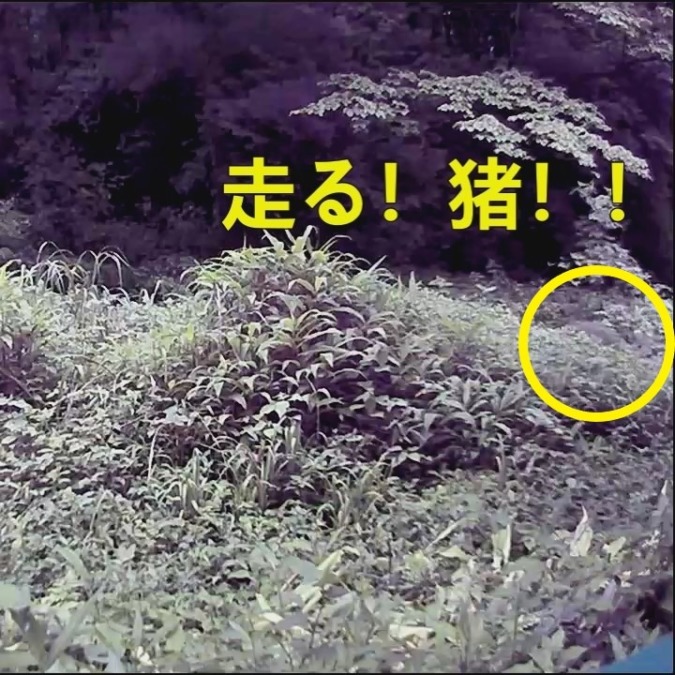 走る！猪！！など。どうゾ。