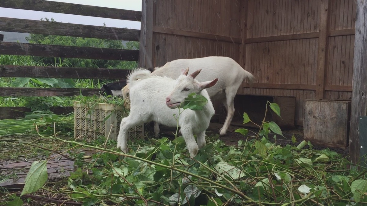 弟も普通に食べるヨ。