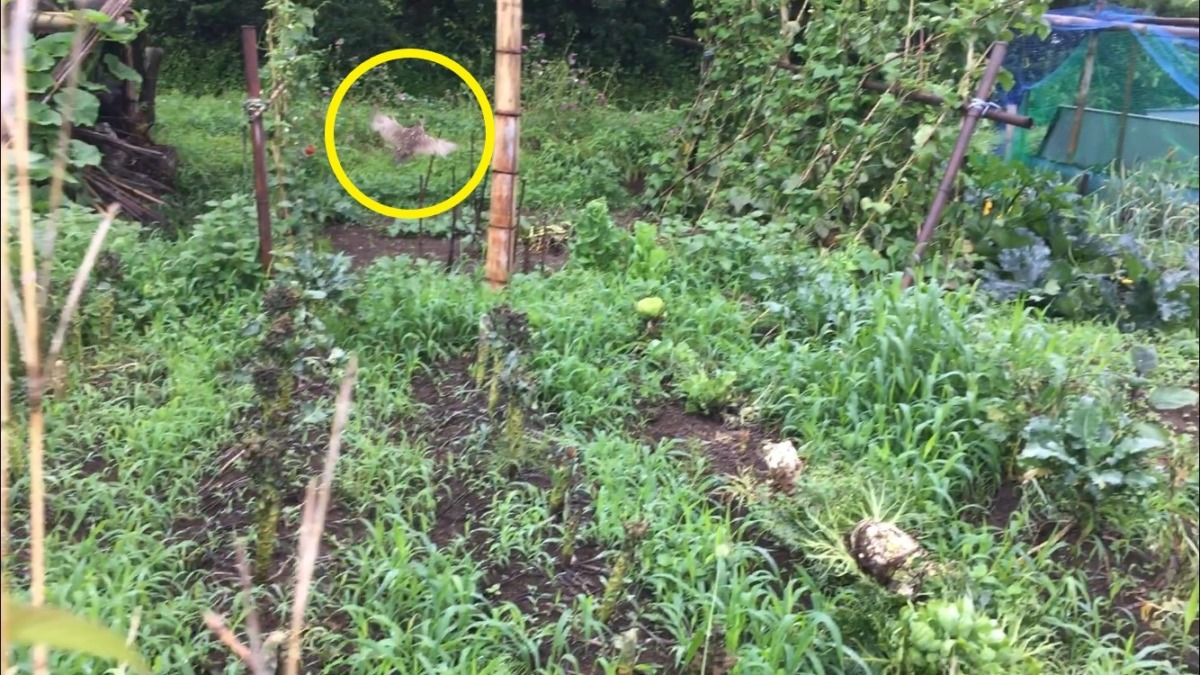 雉（きじ）の子供を追ってみた。