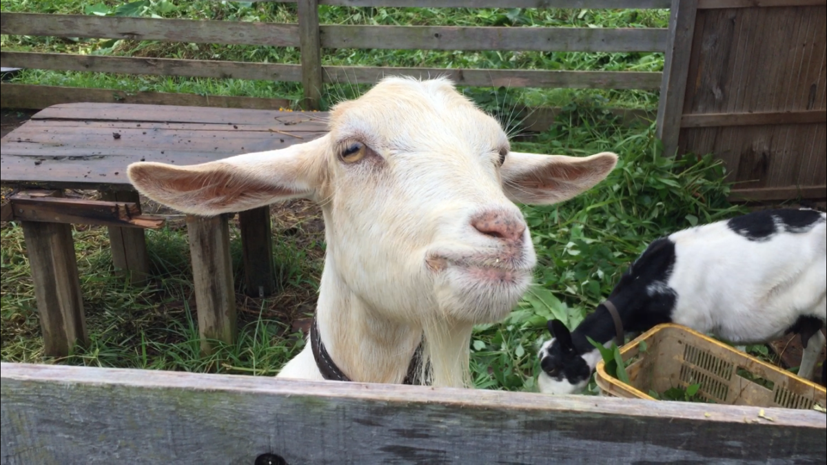 みんな大好きヘイキューブ。ベロも出てるヨ👅