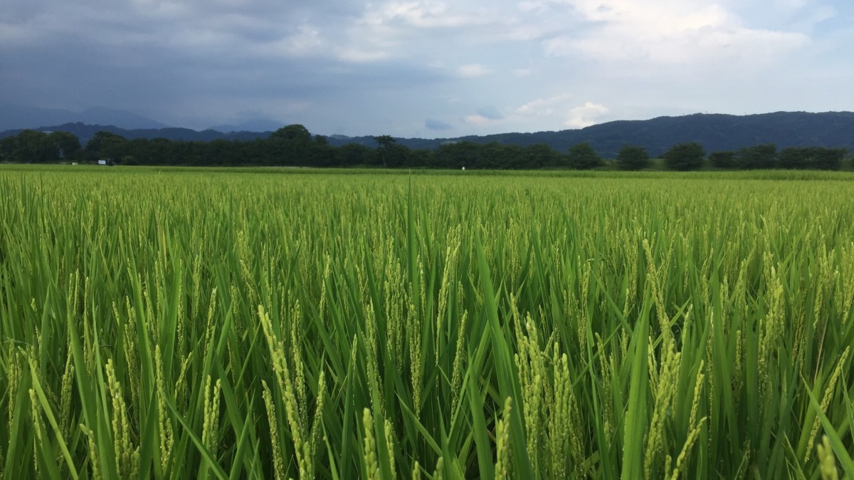 【祝】出穂を確認。これから収穫期に向かいます。