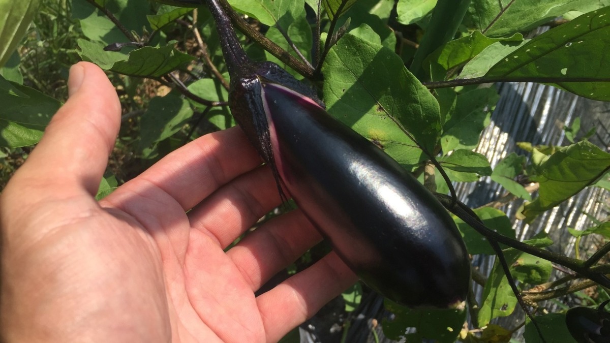 更新剪定から少し休んで秋茄子が。美味しそウ🍆