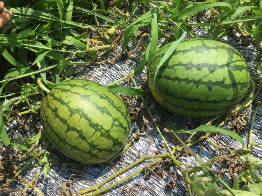 ゴロゴロ。採り頃です。そして🍉ジュースなど。