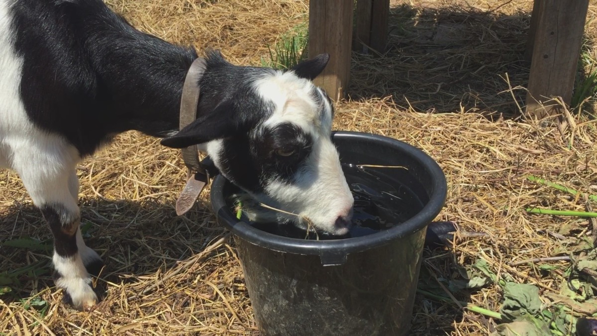 暑い時には水、ですメ。