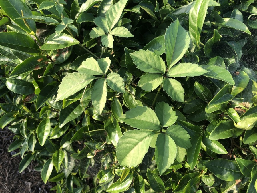 お茶畑の雑草①：ヤブカラシ。これが難敵。